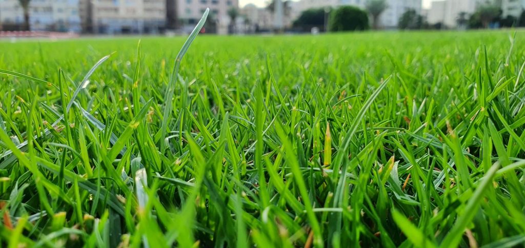 Oasis Grass